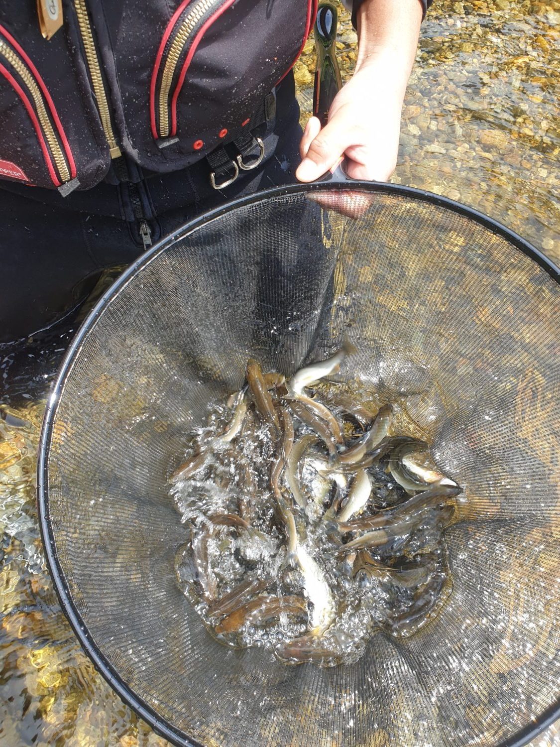 鮎釣り　高津川　藤井夢人