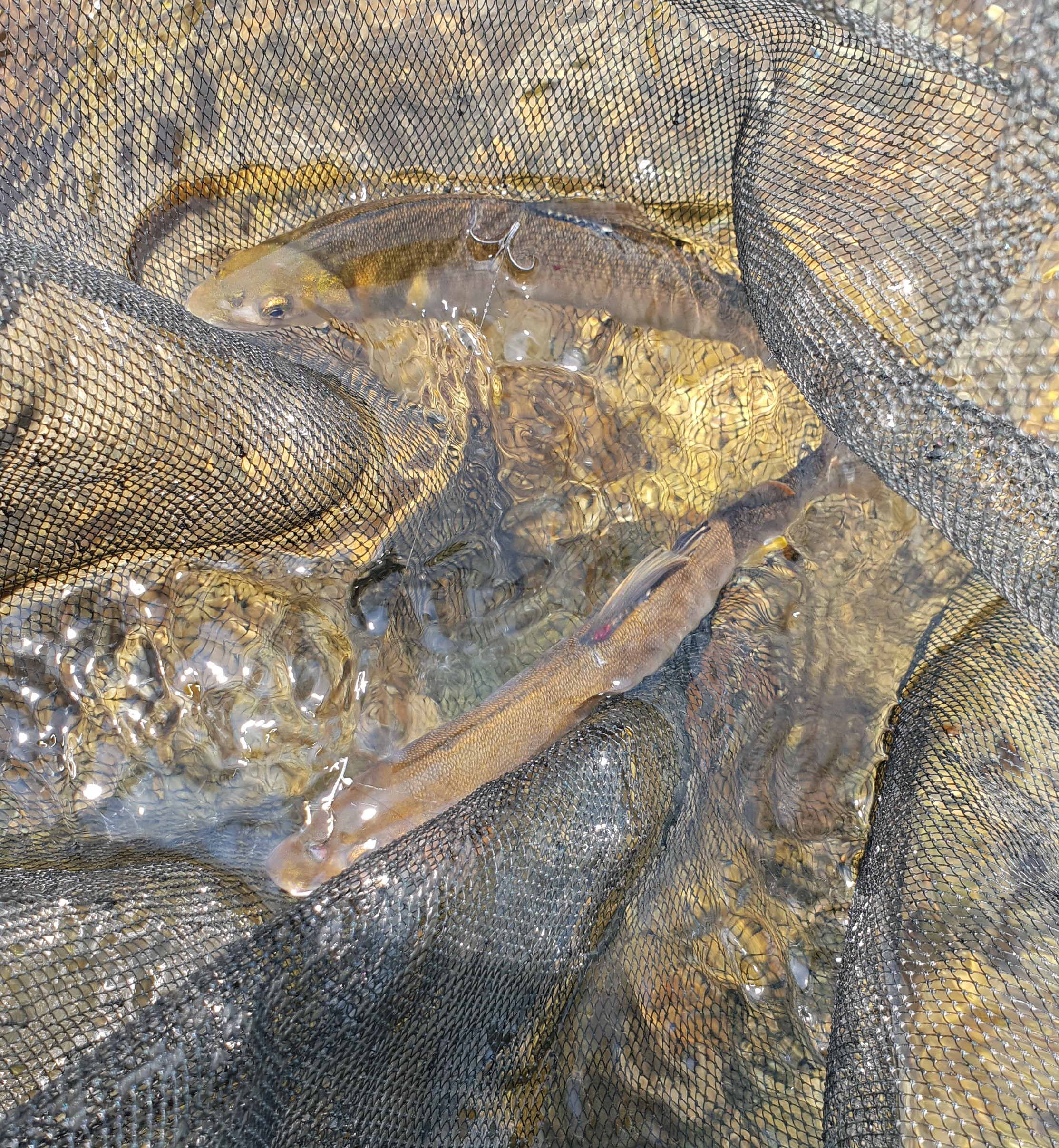 匹見　2018年6月　鮎釣り