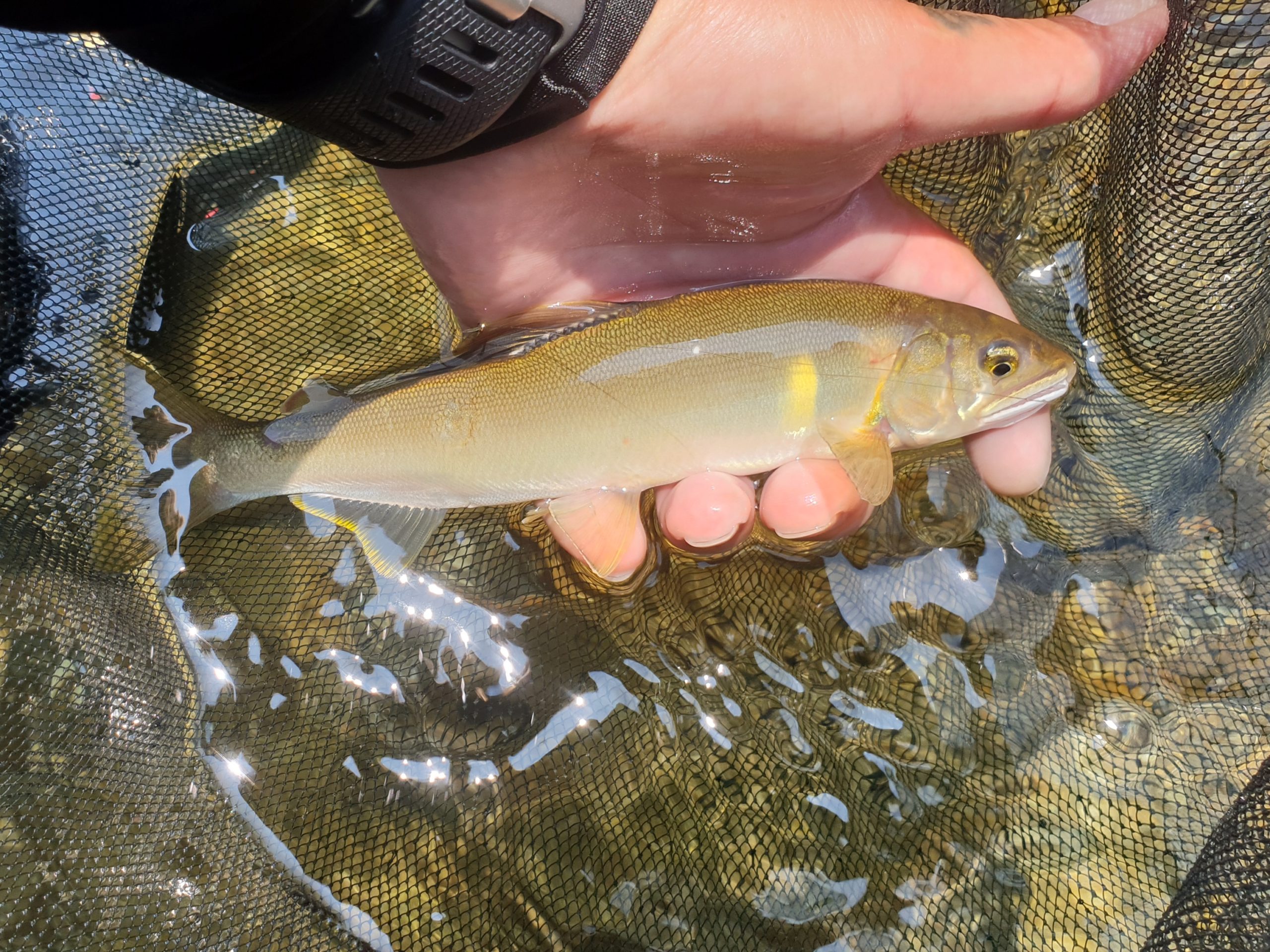 匹見　鮎　2018年